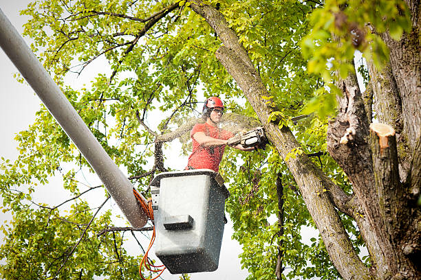 Why Choose Our Tree Removal Services in Wilsonville, AL?