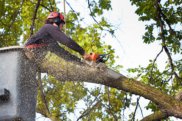 Professional  Tree Services in Wilsonville, AL